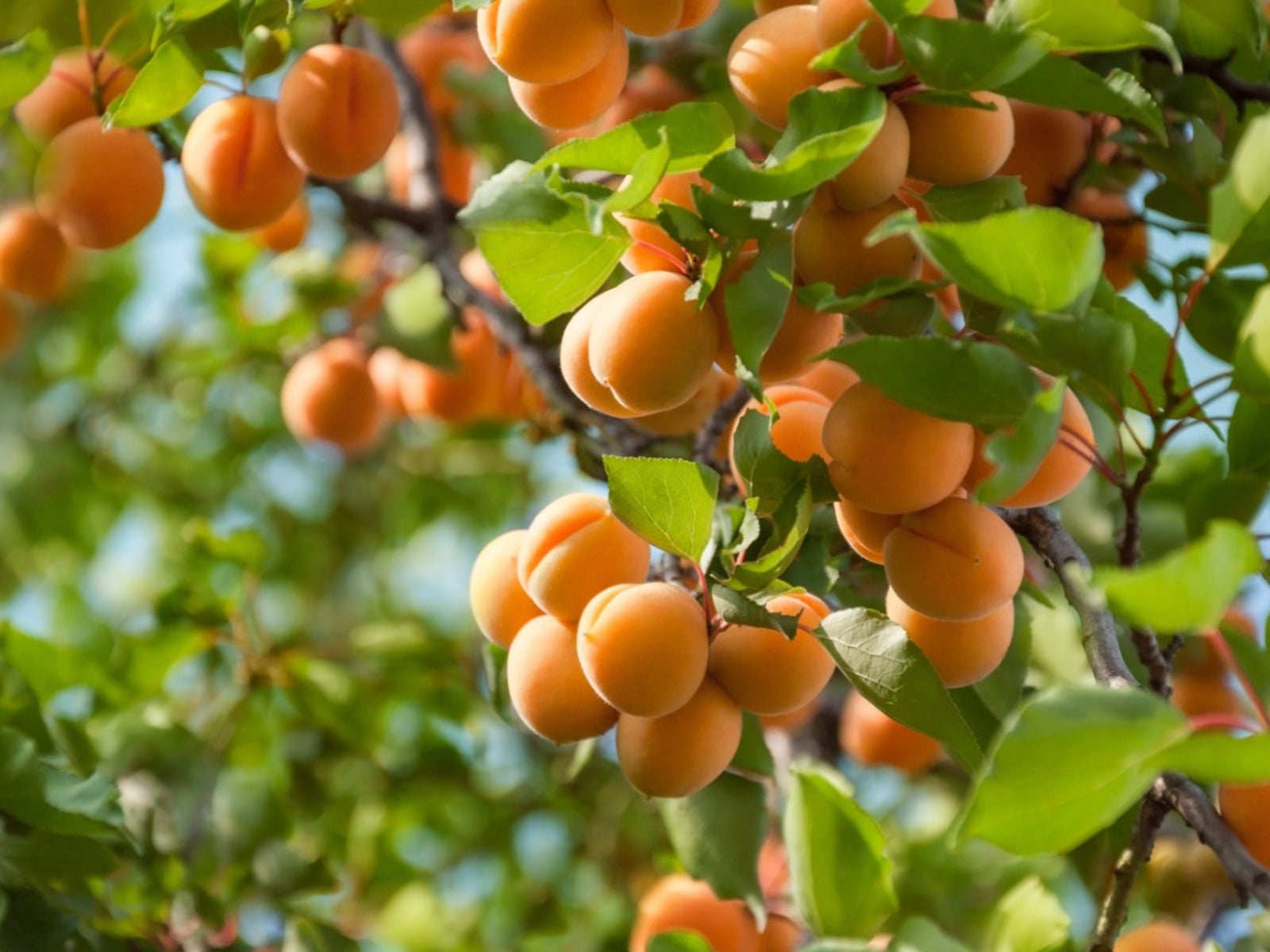 Bols Apricot Brandy - Dutch Heritage Since 1575